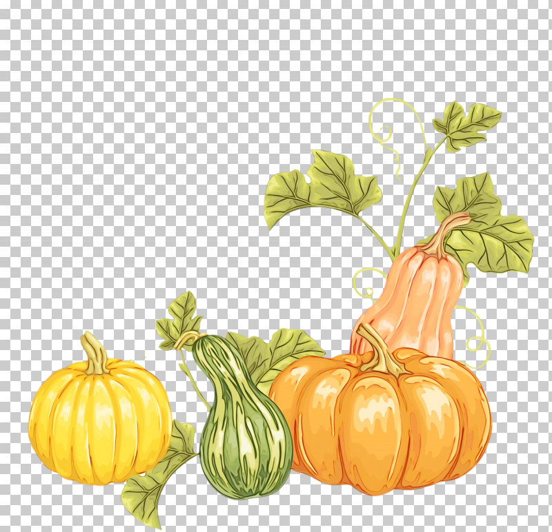 Gourd Winter Squash Patty Pan Cucurbits Vegetable PNG, Clipart, Autumn, Cucumber, Cucurbits, Field Pumpkin, Fruit Free PNG Download