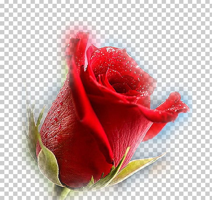 Garden Roses Love PNG, Clipart, Bud, China Rose, Closeup, Cut Flowers, Floribunda Free PNG Download