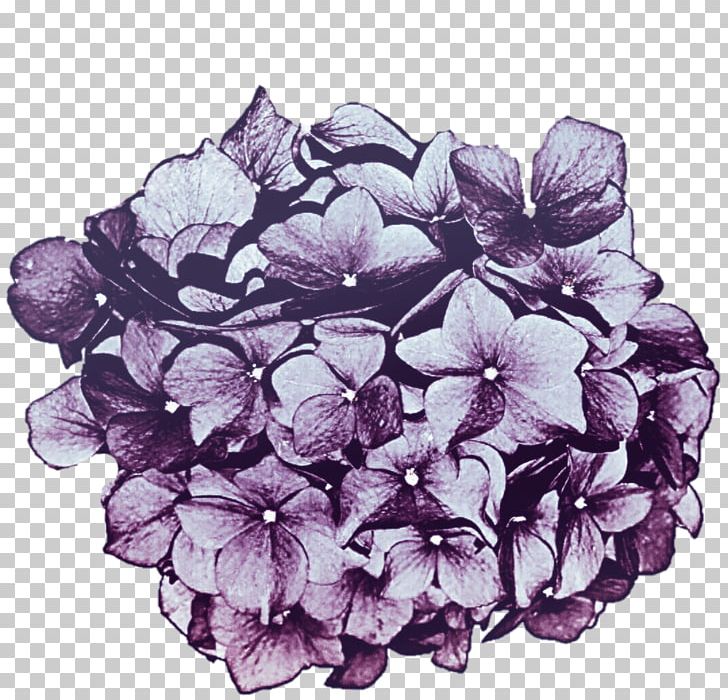 Hydrangea Lavender Lilac Cut Flowers PNG, Clipart, Cornales, Cut Flowers, Deviantart, Floral Design, Flower Free PNG Download