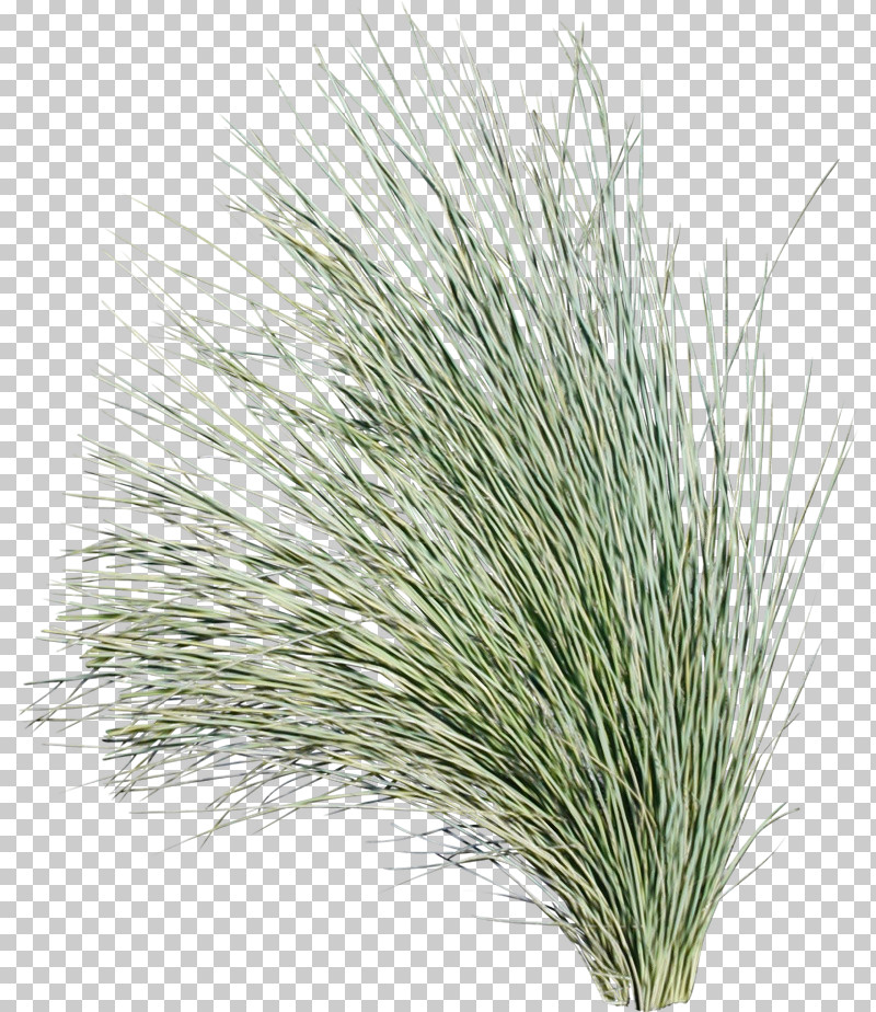 Commodity Grasses M-tree Tree PNG, Clipart, Commodity, Grasses, Mtree, Paint, Tree Free PNG Download