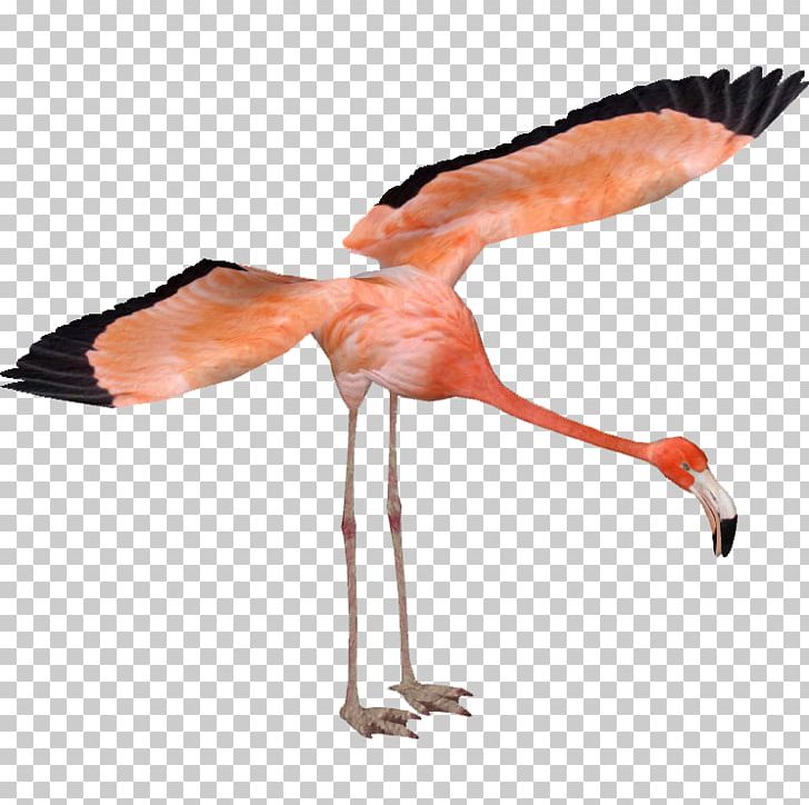 Zoo Tycoon 2 American Flamingo Greater Flamingo Bird PNG, Clipart, American Flamingo, Andean Flamingo, Animal, Animals, Arm Free PNG Download