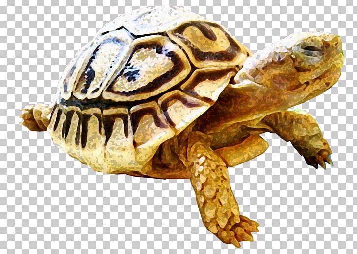 Box Turtles Tortoise Snapping Turtles Sea Turtle PNG, Clipart, Animal, Animals, Box Turtle, Box Turtles, Chelydridae Free PNG Download