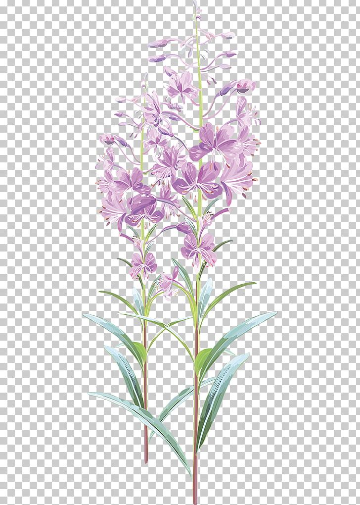 Drawing Chamaenerion Angustifolium Tea Illustration PNG, Clipart, Chamaenerion Angustifolium, Common Sage, Drawing, Fireweed, Flower Free PNG Download