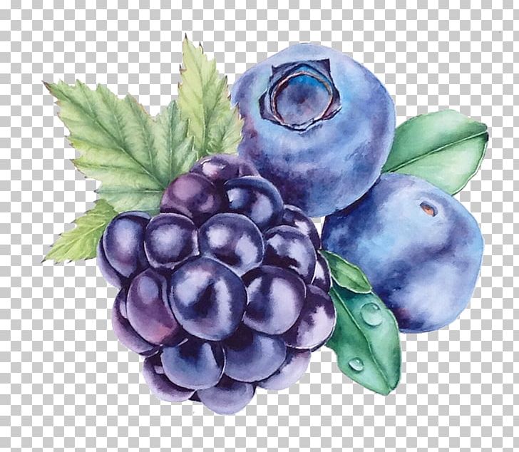 Grape Blueberry Watercolor Painting Bilberry PNG, Clipart, Apple Fruit, Art, Berry, Bilberry, Blackberry Free PNG Download