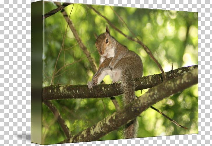 Squirrel Macaque Fauna Wildlife Tail PNG, Clipart, Animals, Branch, Branching, Fauna, Flora Free PNG Download