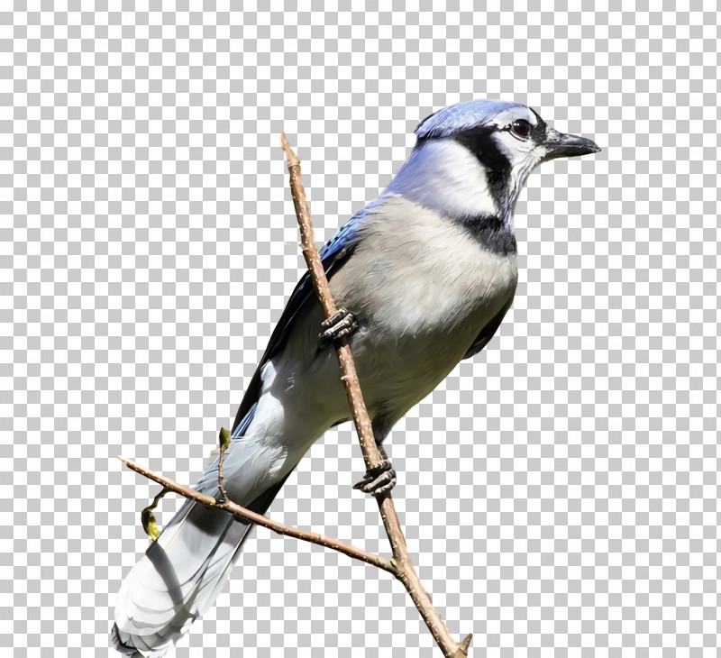 Feather PNG, Clipart, Beak, Blue Jay, Feather, Finches, Jmrhs Free PNG Download