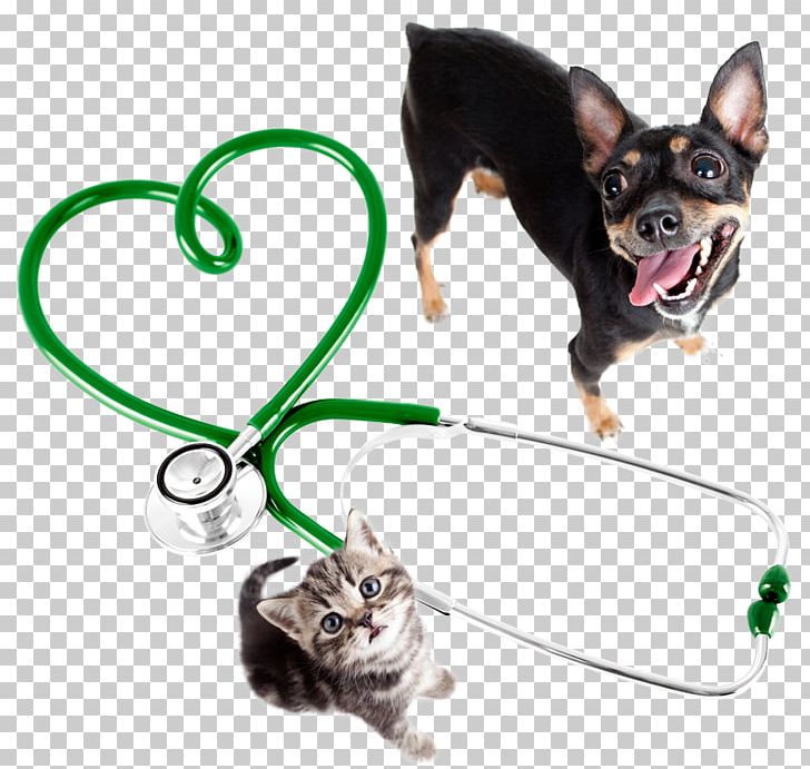 Cat Dog Veterinarian Pet Clinique Vétérinaire PNG, Clipart, Animal, Animals, Beech House Vets, Carnivoran, Cat Free PNG Download