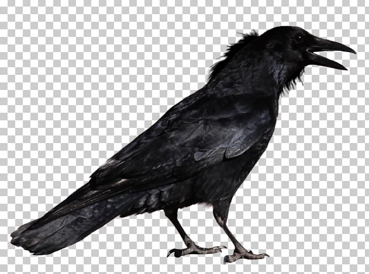 Free Library Of Philadelphia The Raven Nisour Square Massacre Baltimore Ravens Raven Society PNG, Clipart, Animal, Animals, Beak, Bird, Black And White Free PNG Download