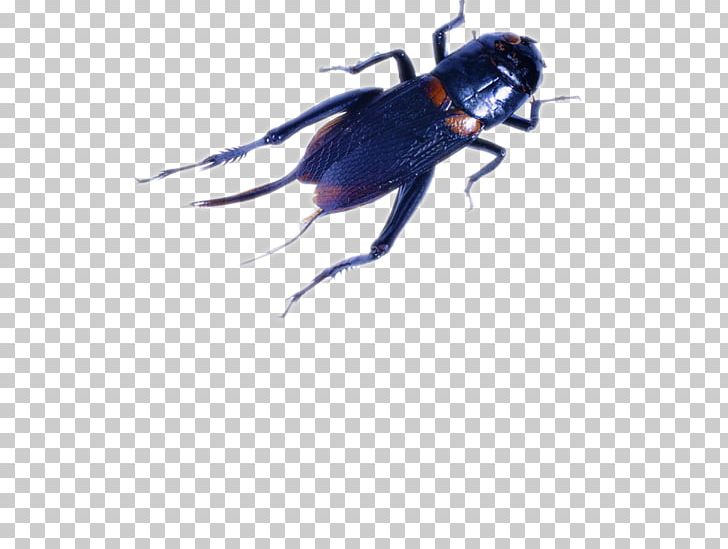 Insect Cricket PNG, Clipart, Animal, Arthropod, Background Black, Black, Black Free PNG Download