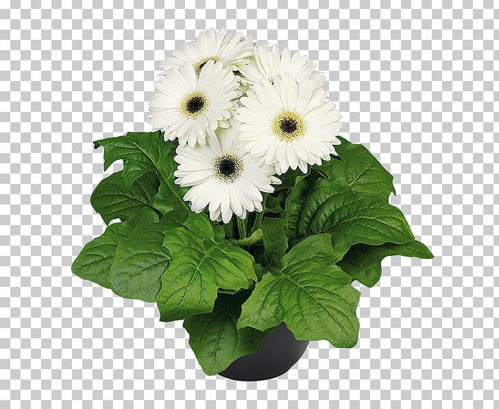 Transvaal Daisy Cut Flowers Flowerpot Greenhouse Aldershot PNG, Clipart, Aldershot, Annual Plant, Chrysanthemum, Chrysanths, Cut Flowers Free PNG Download