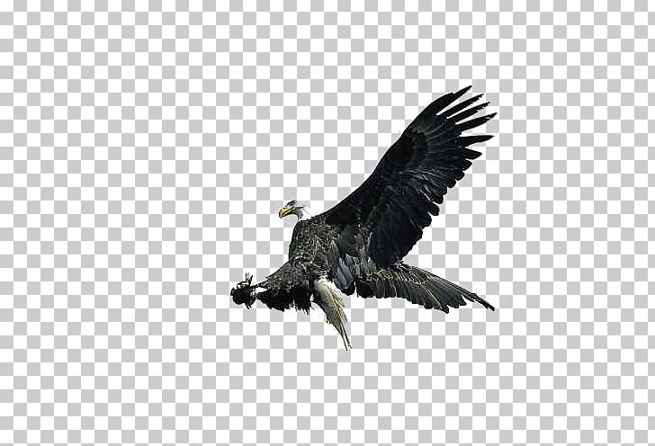 Bald Eagle Bird Common Starling Claw PNG, Clipart, Animal, Bald Eagle, Beak, Bird, Bird Of Prey Free PNG Download