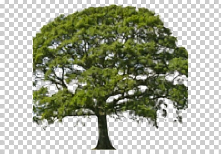 Bell Franklin Gateway Apartments Tree Oak Wood Nursery PNG, Clipart, Arborist, Branch, Cabinetry, Evergreen, Franklin Free PNG Download