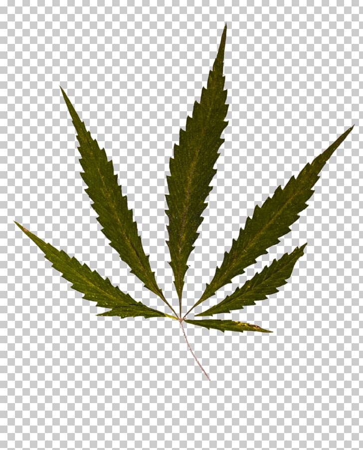 Cannabis Smoking Medical Cannabis PNG, Clipart, 420 Day, Blunt, Cannabis, Cannabis Cultivation, Cannabis Sativa Free PNG Download
