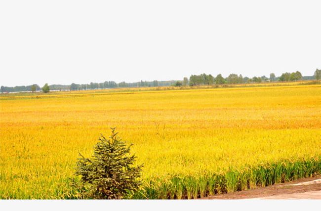 Golden Paddy Field PNG, Clipart, Agriculture, Autumn, Crop, Field Clipart, Fields Free PNG Download