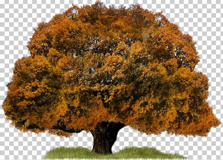 Tree PNG, Clipart, Adobe Illustrator, Autumn Leaves, Autumn Tree, Christmas Tree, Computer Graphics Free PNG Download