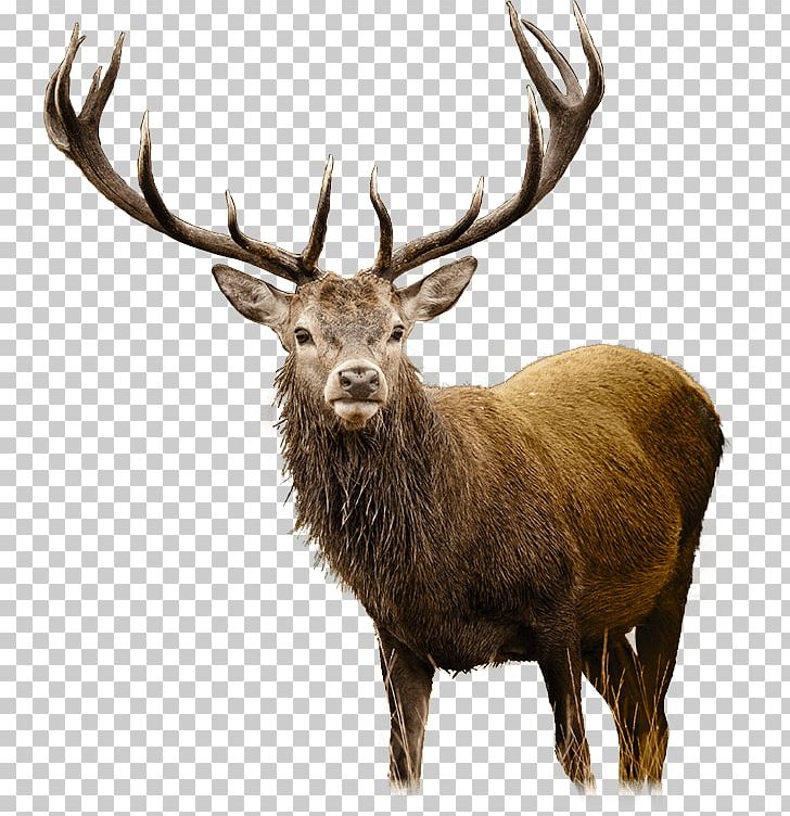 White-tailed Deer Elk PNG, Clipart, Animals, Antler, Clip Art, Deer, Deer Hunting Free PNG Download