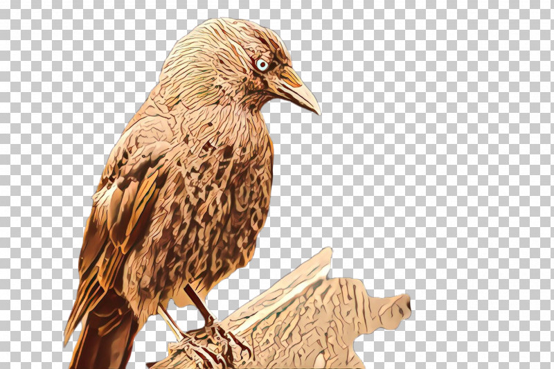 Bird Beak Falconiformes Wood Eagle PNG, Clipart, Beak, Bird, Eagle, Falconiformes, Sculpture Free PNG Download