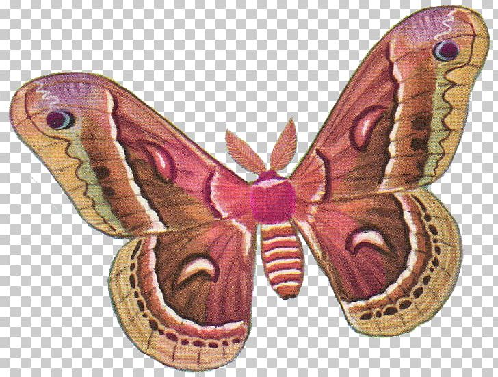 Butterfly Moth Silkworm PNG, Clipart, Antheraea Yamamai, Bombycidae, Brush Footed Butterfly, Butterflies And Moths, Butterfly Free PNG Download