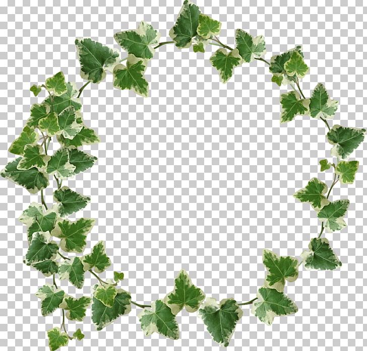 Common Ivy Leaf Branch Plant PNG, Clipart, Bay Laurel, Branch, Branch Plant, Common Ivy, Flower Free PNG Download