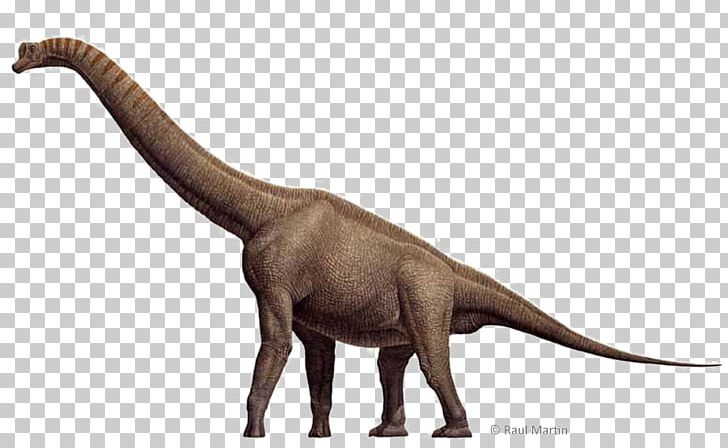 Brachiosaurus Spinosaurus Stegosaurus Tyrannosaurus Sauropoda PNG, Clipart, Animal, Animal Figure, Animals, Apatosaurus, Brachiosaurus Free PNG Download