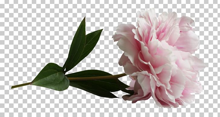 Cabbage Rose Blog Diary LiveInternet Daytime PNG, Clipart, Blossom, Bud, Cut Flowers, Flower, Flowering Plant Free PNG Download