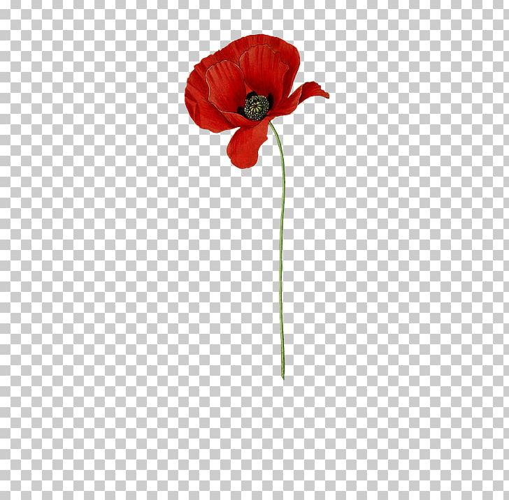 Common Poppy Flower Acontia Catena PNG, Clipart, Anzac Day, Botanical Illustration, California Poppy, Common Poppy, Coquelicot Free PNG Download
