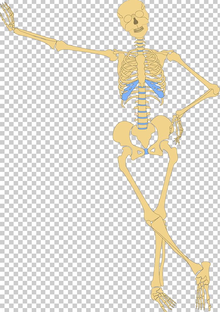 Human Skeleton Bone Skull PNG, Clipart, Appendicular Skeleton, Arm, Art, Axial Skeleton, Costume Design Free PNG Download