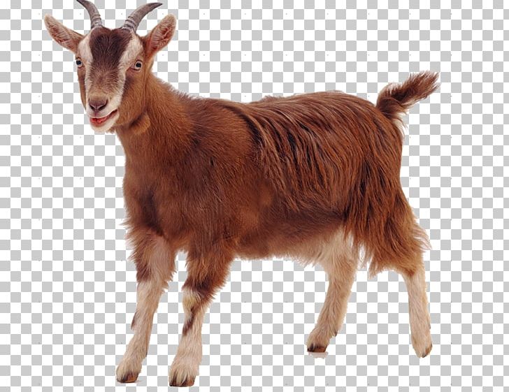 Sheep Rove Goat PNG, Clipart, Animals, Cattle Like Mammal, Cow Goat Family, Desktop Wallpaper, Feral Goat Free PNG Download