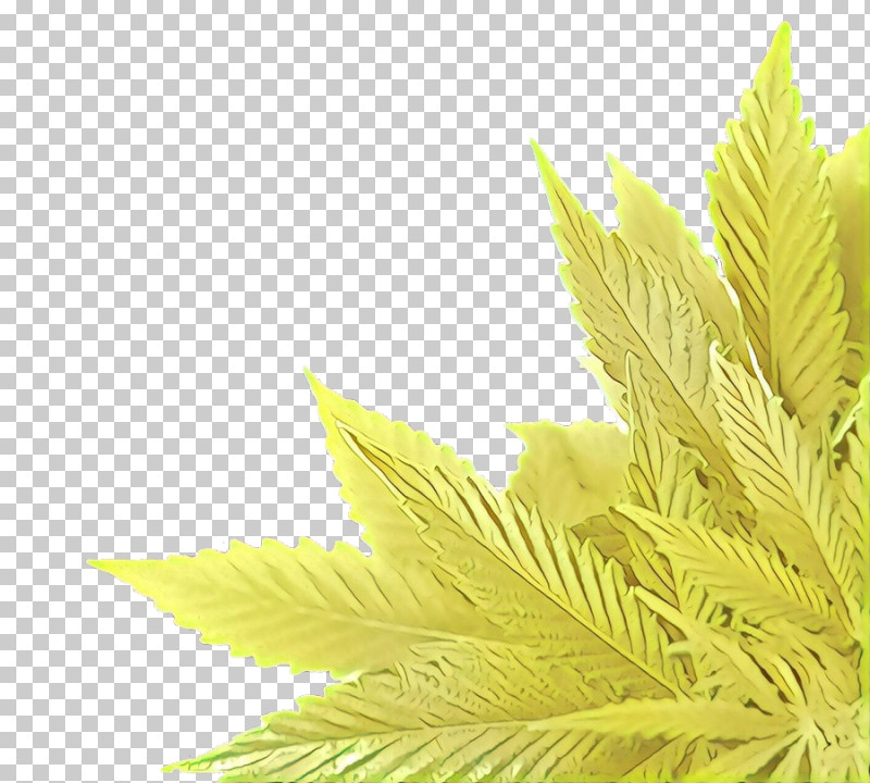 Leaf Yellow Plant Tree Flower PNG, Clipart, Flower, Grass, Hemp Family, Leaf, Plant Free PNG Download