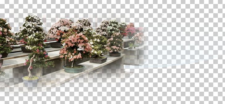 Flowerpot Indoor Bonsai Jade Plant Chinese Sweet Plum PNG, Clipart, Bonsai, Download, Flora, Floral Design, Floristry Free PNG Download