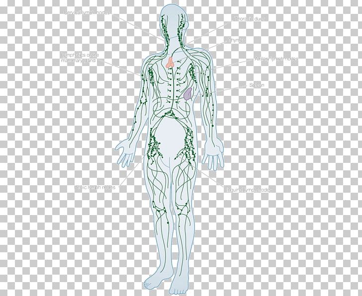 Lymphatic System Human Body Lymph Node Anatomy Lymphatic Vessel PNG, Clipart, Abdomen, Anatomy, Arm, Body, Fashion Design Free PNG Download