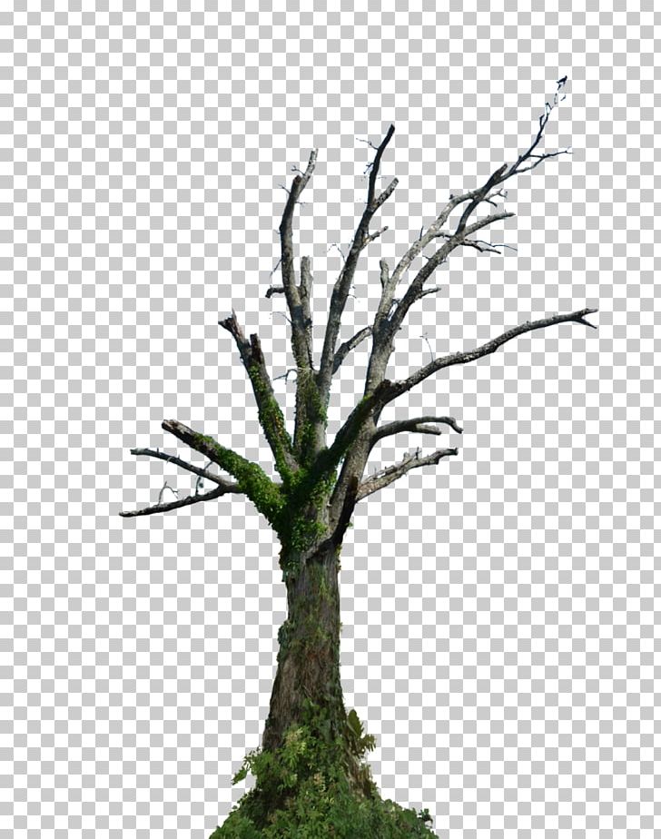 Tree Root Branch Snag PNG, Clipart, Branch, Deciduous, Flowerpot, Giant Sequoia, Grass Free PNG Download