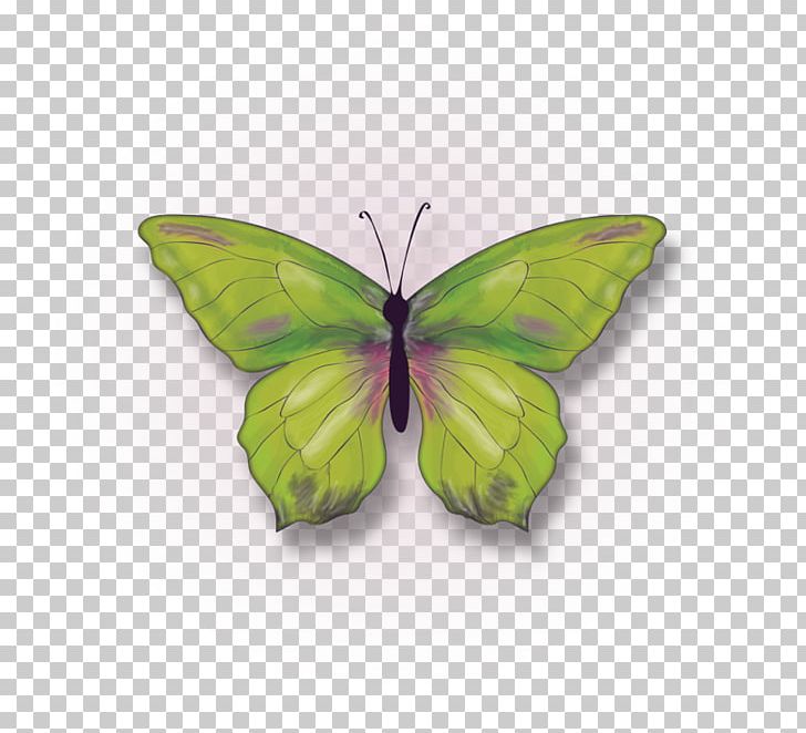 Clouded Yellows Brush-footed Butterflies Butterfly Moth Pieridae PNG, Clipart, Arthropod, Brand, Brush Footed Butterfly, Butterfly, Colias Free PNG Download