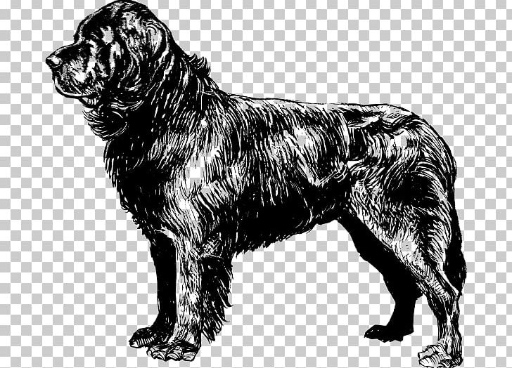 Newfoundland Dog Puppy Beagle Coloring Book PNG, Clipart, Animal, Beagle, Black And White, Carnivoran, Cartoon Free PNG Download