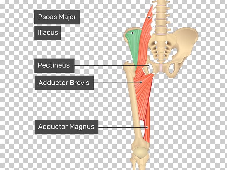 Pectineus Muscle Sartorius Muscle Anatomy Human Body PNG, Clipart, Adductor Longus Muscle, Adductor Muscles Of The Hip, Anatomy, Arm, Bone Free PNG Download