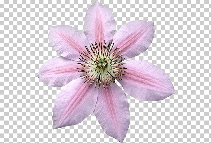 Petal Leather Flower PNG, Clipart, Animal Sauvage, Antelope, Clematis, Computer Icons, Cut Flowers Free PNG Download