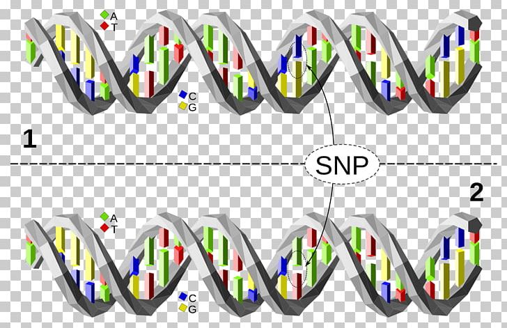 Single-nucleotide Polymorphism Genetic Variation DNA PNG, Clipart, Adenine, Area, Base Pair, Brand, Dna Free PNG Download