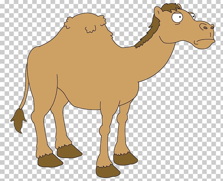 Dromedary Fauna Pack Animal Ecoregion Camel PNG, Clipart, Animal, Arabian Camel, Camel, Camel Like Mammal, Dromedary Free PNG Download