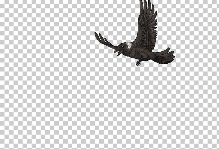 Eagle Buzzard Hawk Vulture Beak PNG, Clipart, Accipitriformes, Animals, Beak, Bird, Bird Of Prey Free PNG Download