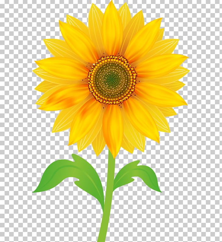 Free Content PNG, Clipart, Annual Plant, Asterales, Cut Flowers, Daisy Family, Download Free PNG Download