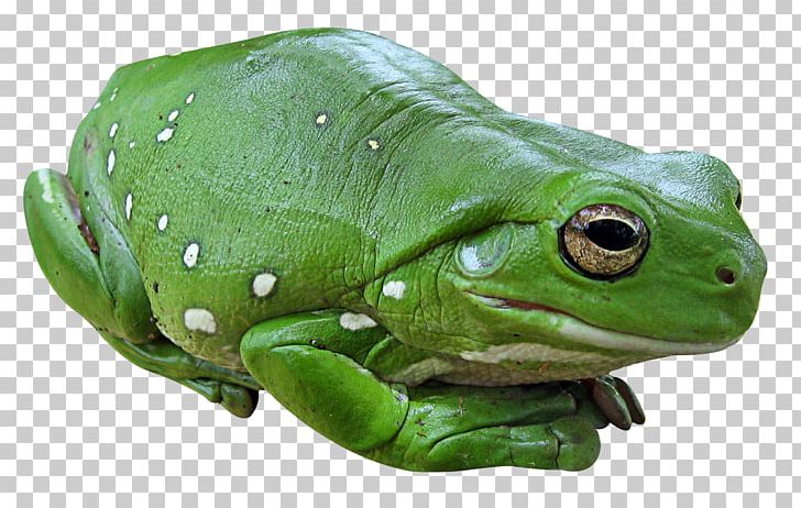 Pacific Tree Frog PNG, Clipart, Amphibian, Animal, Animals, Australian Green Tree Frog, Bullfrog Free PNG Download