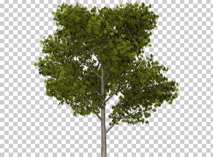 Stone Pine Tree Landscape PNG, Clipart, Acer Ginnala, Agac, Agac Resimleri, Baum, Branch Free PNG Download