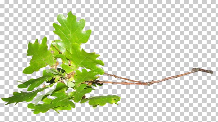 Twig Leaf Tree PNG, Clipart, Acorn, Branch, Download, Grapevine Family, Leaf Free PNG Download