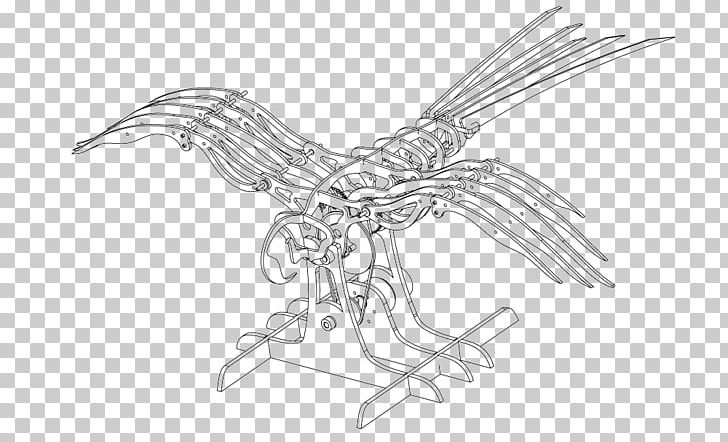 Beak Bird Of Prey Line Art Sketch PNG, Clipart, Animals, Artwork, Beak, Bird, Bird Of Prey Free PNG Download