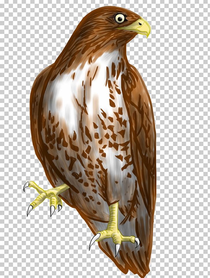Bird Accipitridae Hawk Eagle PNG, Clipart, Accipitridae, Accipitriformes, Animals, Beak, Bird Free PNG Download