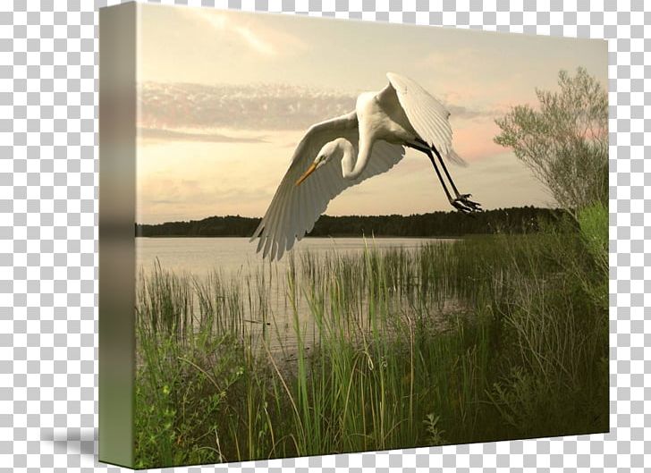 Bird Heron Great Egret Beak PNG, Clipart, Animal, Animals, Art, Beak, Bird Free PNG Download