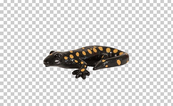 California Tiger Salamander Newt Western Tiger Salamander PNG, Clipart, California Tiger Salamander, Newt, Western Free PNG Download