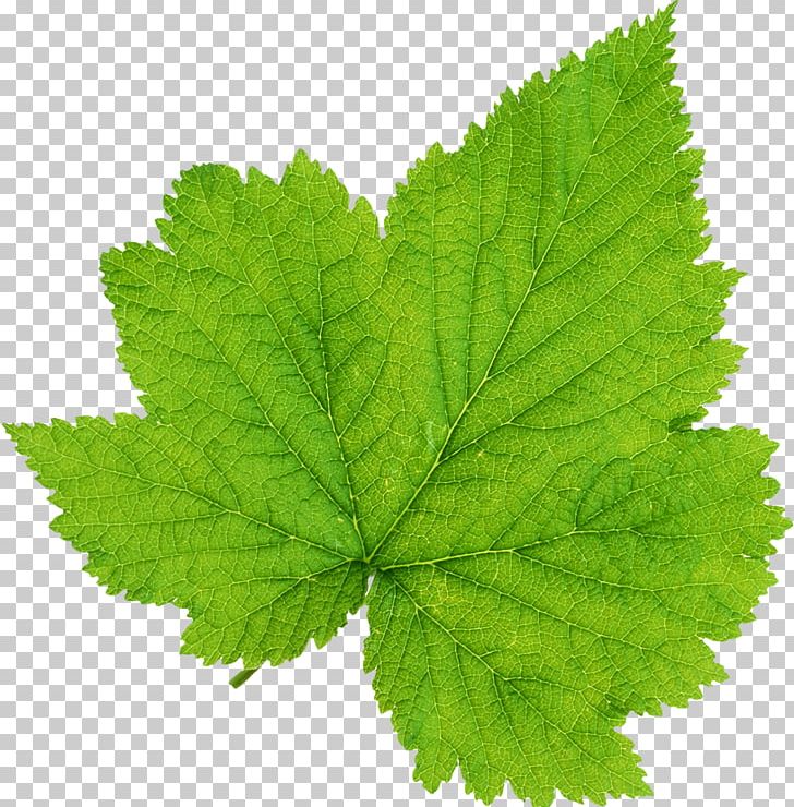 Leaf Photography PNG, Clipart, Download, Green, Herb, Leaf, Photography Free PNG Download