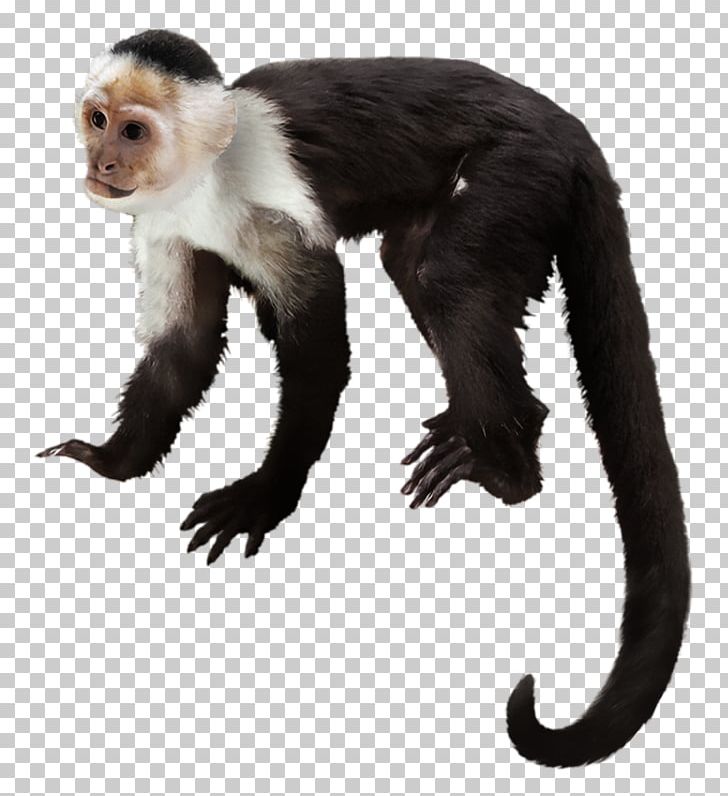 Capuchin Monkey Primate Gorilla White-headed Capuchin Chimpanzee PNG, Clipart, Animals, Capuchin Monkey, Cercopithecidae, Chim, Fauna Free PNG Download