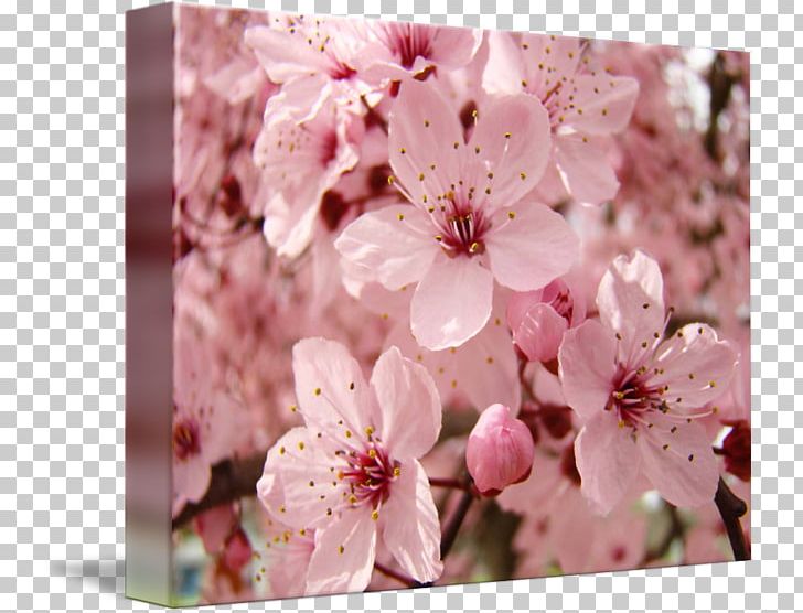 Cherry Blossom Spring Prunus Flower PNG, Clipart, Art, Blossom, Branch, Canvas, Cherry Free PNG Download